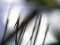 DSCN4536