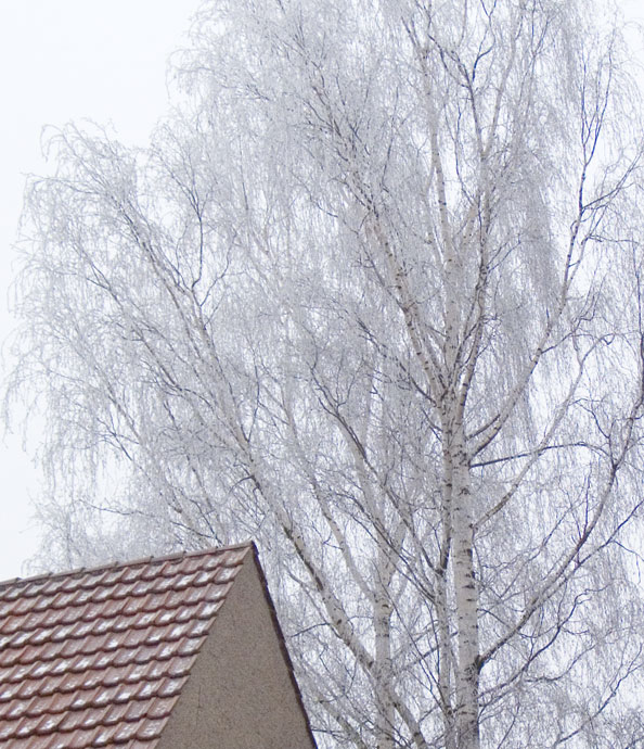 Hoarfrost Birch