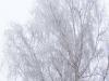 Hoarfrost Birch