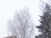 Barn, Birch, Fir, Hoarfrost