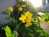 Mai mit Blumen . May With Flowers