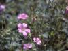 Blumenfenster . Flower Window