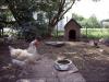 Hhnergarten . Chicken garden