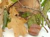 Herbstgemenge